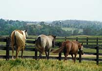 Charlottesville Va Horse Farms for Sale